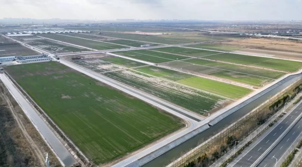 昔日“农田荒漠”变身“齐鲁粮仓”，山东盐碱地治理有妙招-第1张图片-