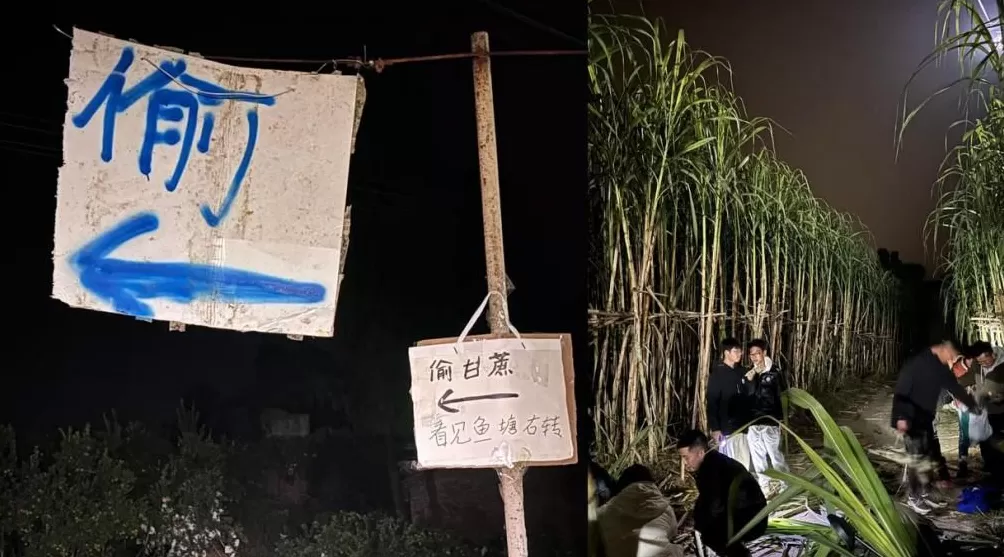 从“偷菜”到“偷甘蔗”，为什么我们总爱这种游戏？-第1张图片-