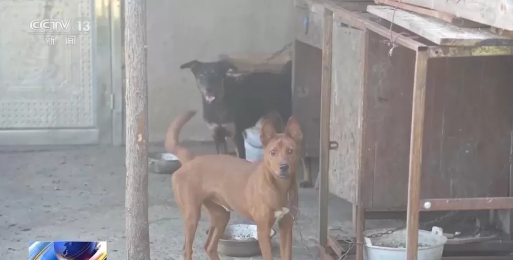 男子盗走300万黄金，被抓后拒不吐露藏匿地点，警方凭狗叫声找到线索-第31张图片-