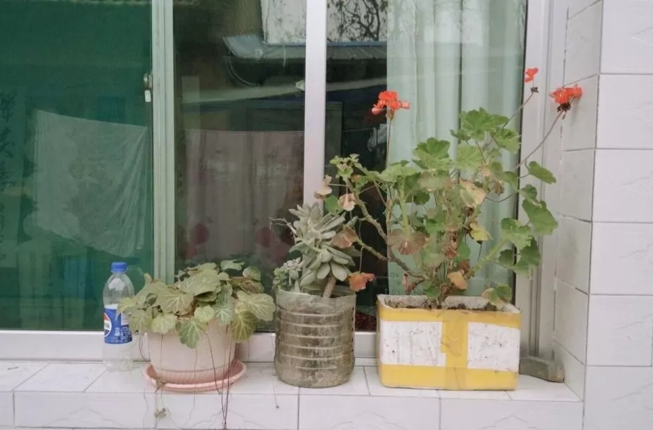 消失在玉米地里的母亲-第10张图片-