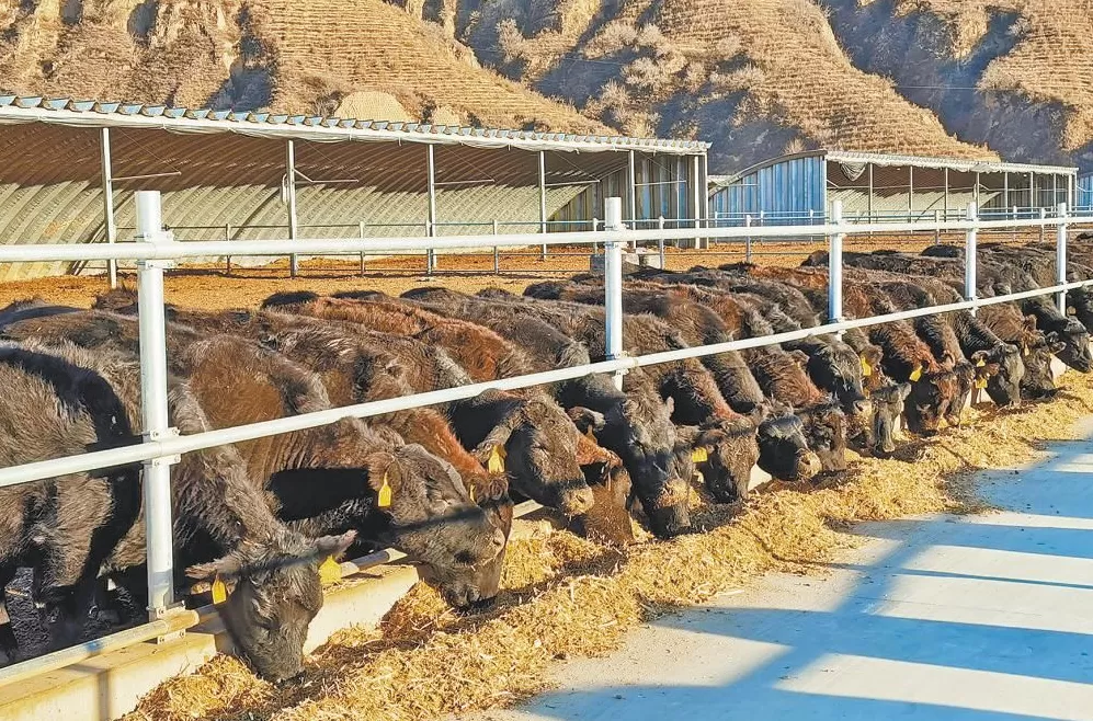 路遥故里清涧三重破局：生态产业文旅激活黄土腹地生命力-第7张图片-