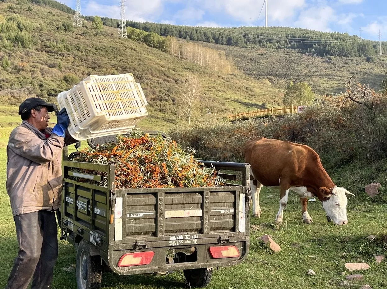 北漂返乡、日销千单：吕梁沙棘产业借拼多多实现人才、销量“双回流”-第1张图片-