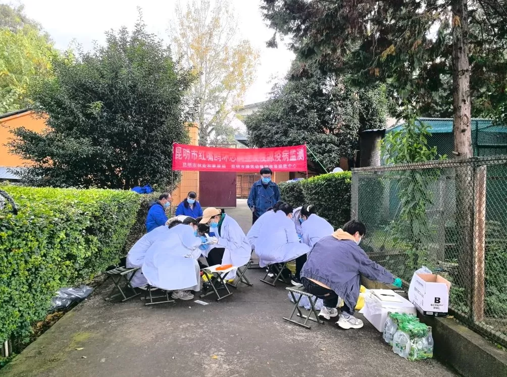 昆明一机构对越冬红嘴鸥开展疫源疫病监测，采样后放飞-第1张图片-