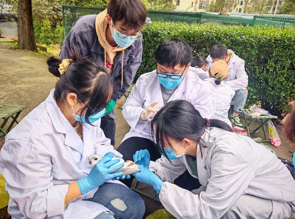 昆明一机构对越冬红嘴鸥开展疫源疫病监测，采样后放飞-第2张图片-