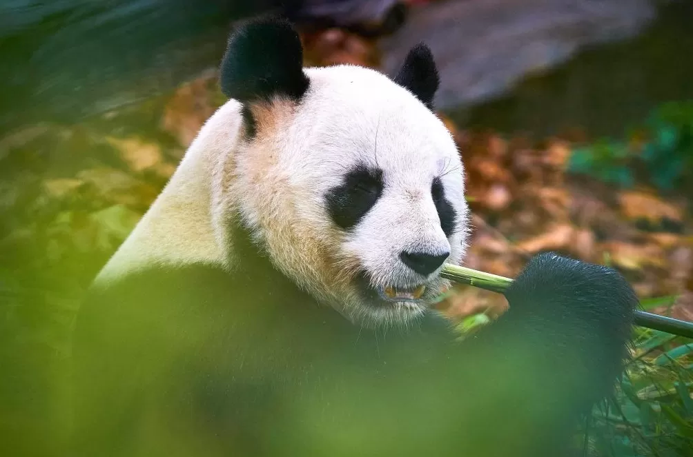 城事|旅法大熊猫“欢欢”“圆仔”提前回国,享受元首级礼遇-第1张图片- 城事|旅法大熊猫“欢欢”“圆仔”提前回国,享受元首级礼遇-第1张图片-