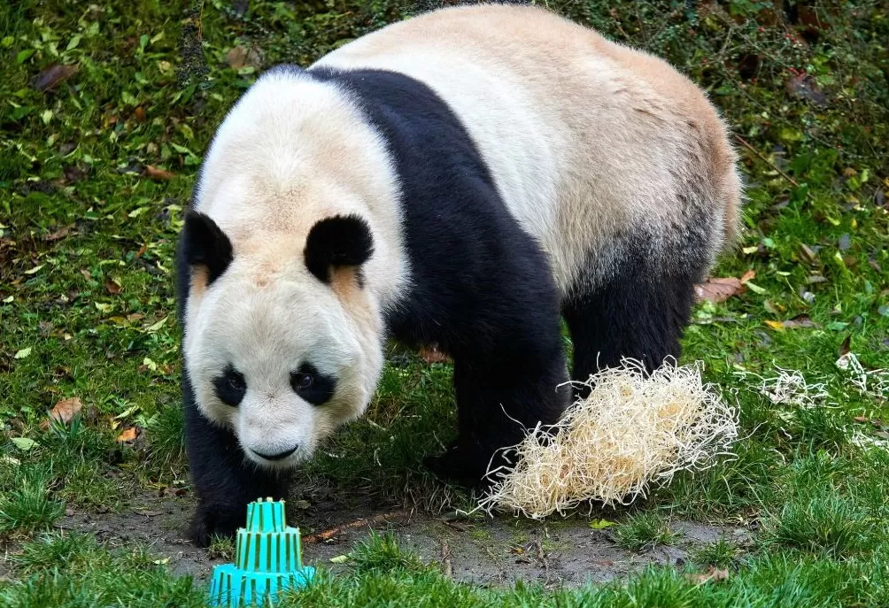 城事|旅法大熊猫“欢欢”“圆仔”提前回国,享受元首级礼遇-第2张图片- 城事|旅法大熊猫“欢欢”“圆仔”提前回国,享受元首级礼遇-第2张图片-