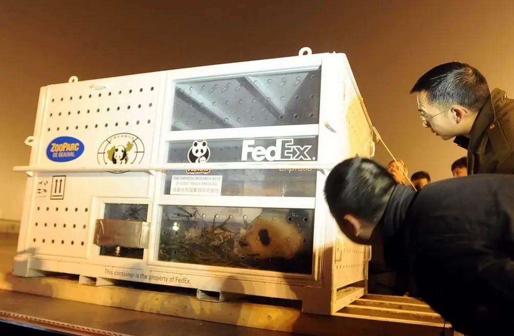 城事|旅法大熊猫“欢欢”“圆仔”提前回国,享受元首级礼遇-第4张图片- 城事|旅法大熊猫“欢欢”“圆仔”提前回国,享受元首级礼遇-第4张图片-