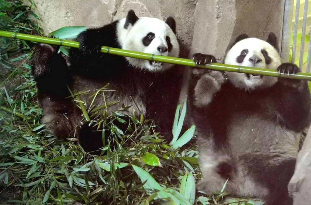 城事|旅法大熊猫“欢欢”“圆仔”提前回国,享受元首级礼遇-第8张图片- 城事|旅法大熊猫“欢欢”“圆仔”提前回国,享受元首级礼遇-第8张图片-