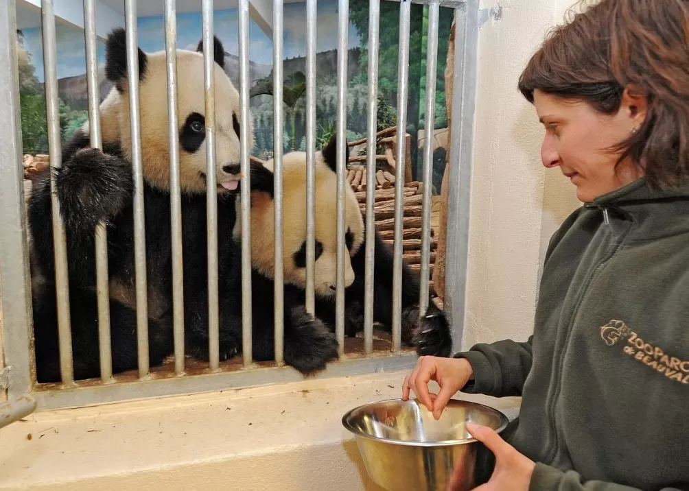 城事|旅法大熊猫“欢欢”“圆仔”提前回国,享受元首级礼遇-第7张图片- 城事|旅法大熊猫“欢欢”“圆仔”提前回国,享受元首级礼遇-第7张图片-