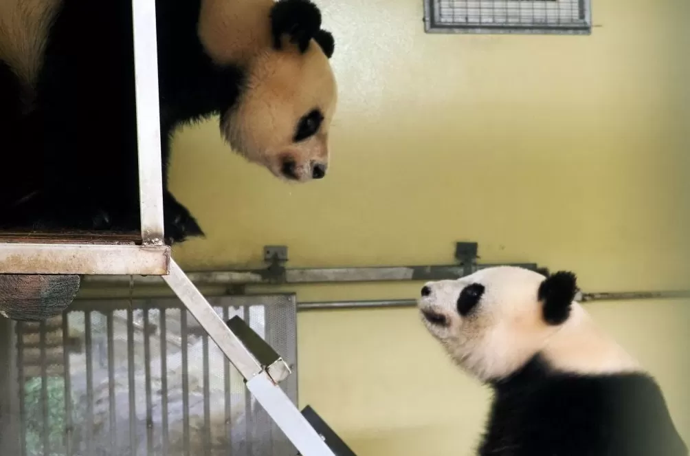 城事|旅法大熊猫“欢欢”“圆仔”提前回国,享受元首级礼遇-第9张图片- 城事|旅法大熊猫“欢欢”“圆仔”提前回国,享受元首级礼遇-第9张图片-