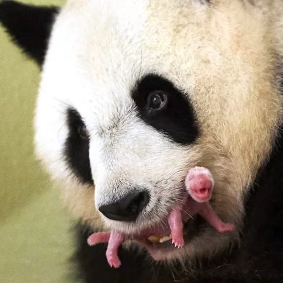 城事|旅法大熊猫“欢欢”“圆仔”提前回国,享受元首级礼遇-第10张图片- 城事|旅法大熊猫“欢欢”“圆仔”提前回国,享受元首级礼遇-第10张图片-