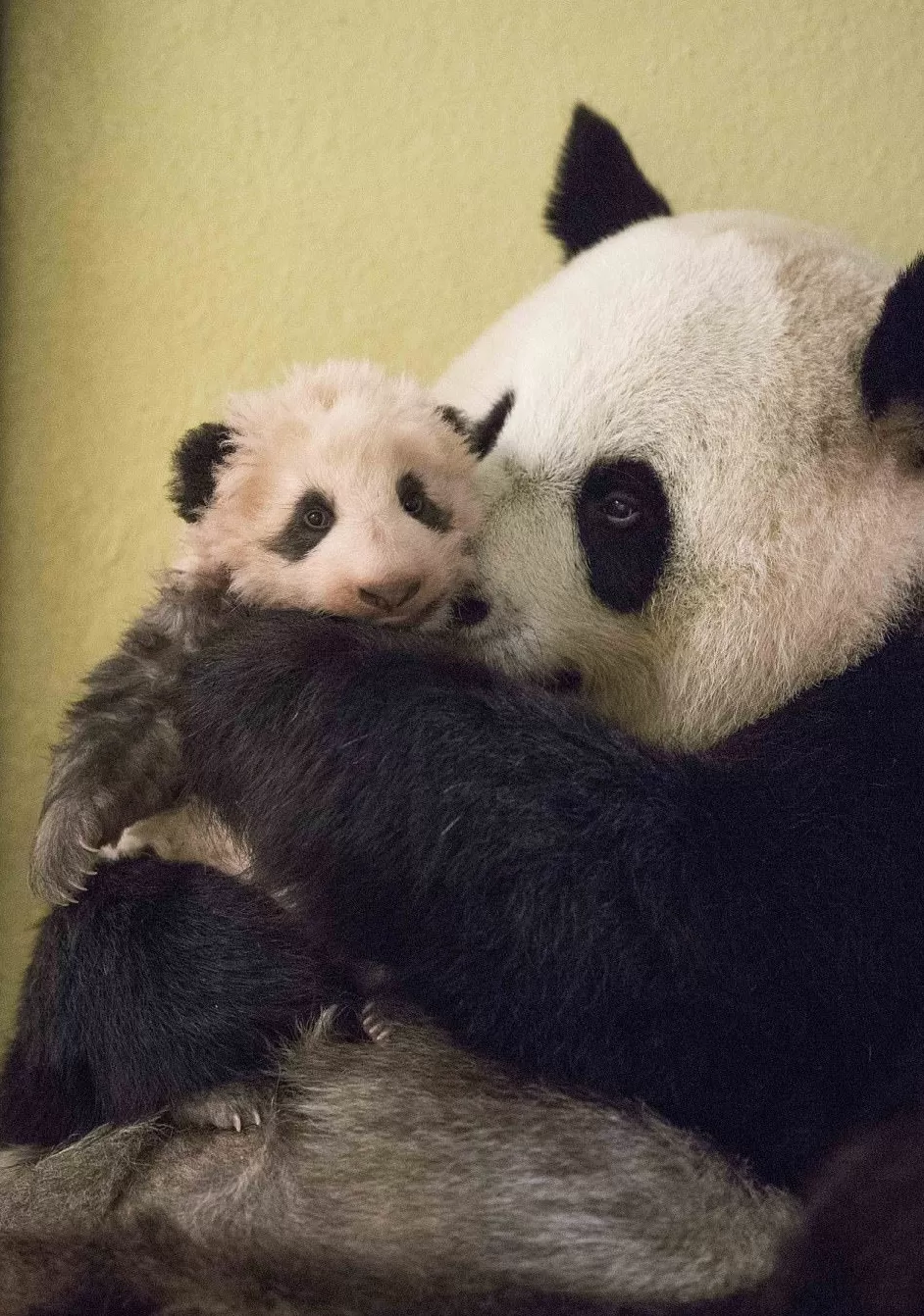 城事|旅法大熊猫“欢欢”“圆仔”提前回国,享受元首级礼遇-第12张图片- 城事|旅法大熊猫“欢欢”“圆仔”提前回国,享受元首级礼遇-第12张图片-