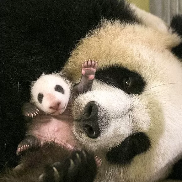 城事|旅法大熊猫“欢欢”“圆仔”提前回国,享受元首级礼遇-第11张图片- 城事|旅法大熊猫“欢欢”“圆仔”提前回国,享受元首级礼遇-第11张图片-