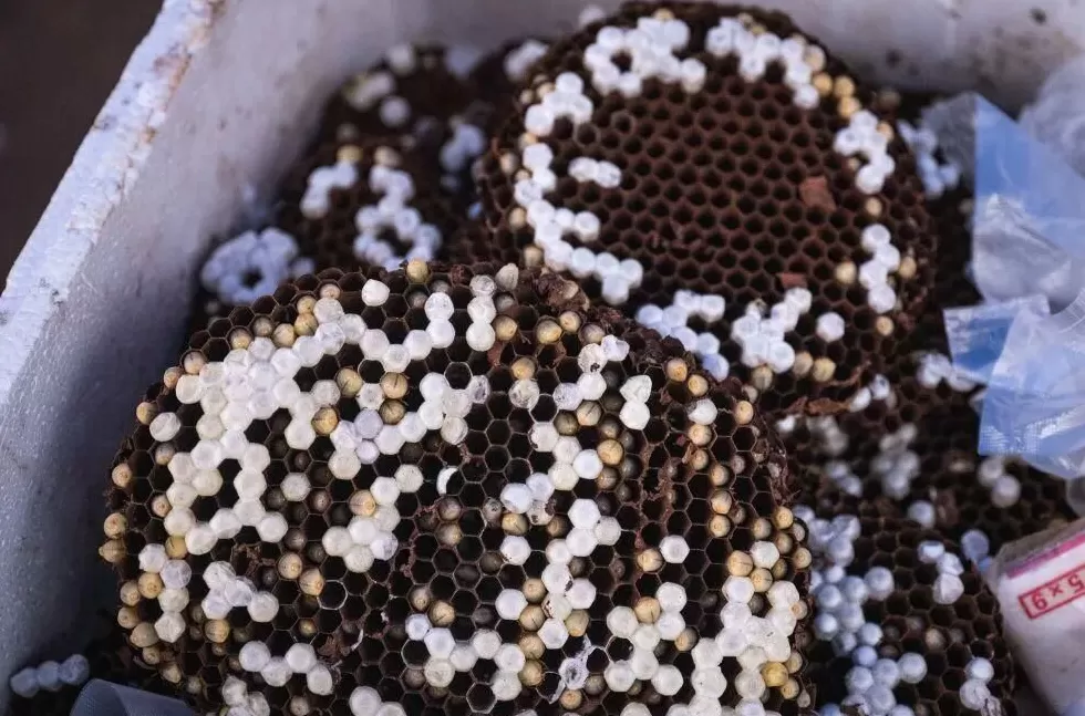 “成本500售价5000”!“蜂拥而上”的虎头蜂产业,是商机还是骗局-第3张图片- “成本500售价5000”!“蜂拥而上”的虎头蜂产业,是商机还是骗局-第3张图片-