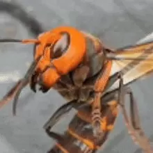 “成本500售价5000”!“蜂拥而上”的虎头蜂产业,是商机还是骗局-第1张图片- “成本500售价5000”!“蜂拥而上”的虎头蜂产业,是商机还是骗局-第1张图片-