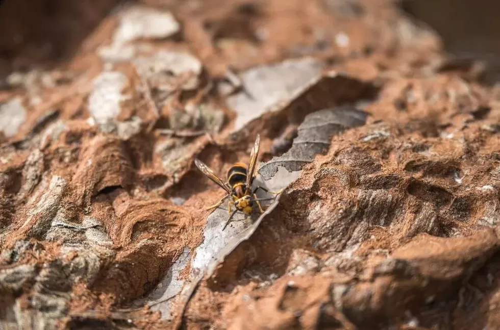 “成本500售价5000”!“蜂拥而上”的虎头蜂产业,是商机还是骗局-第2张图片- “成本500售价5000”!“蜂拥而上”的虎头蜂产业,是商机还是骗局-第2张图片-