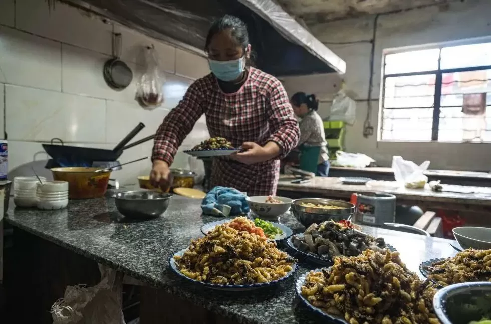 “成本500售价5000”!“蜂拥而上”的虎头蜂产业,是商机还是骗局-第6张图片- “成本500售价5000”!“蜂拥而上”的虎头蜂产业,是商机还是骗局-第6张图片-