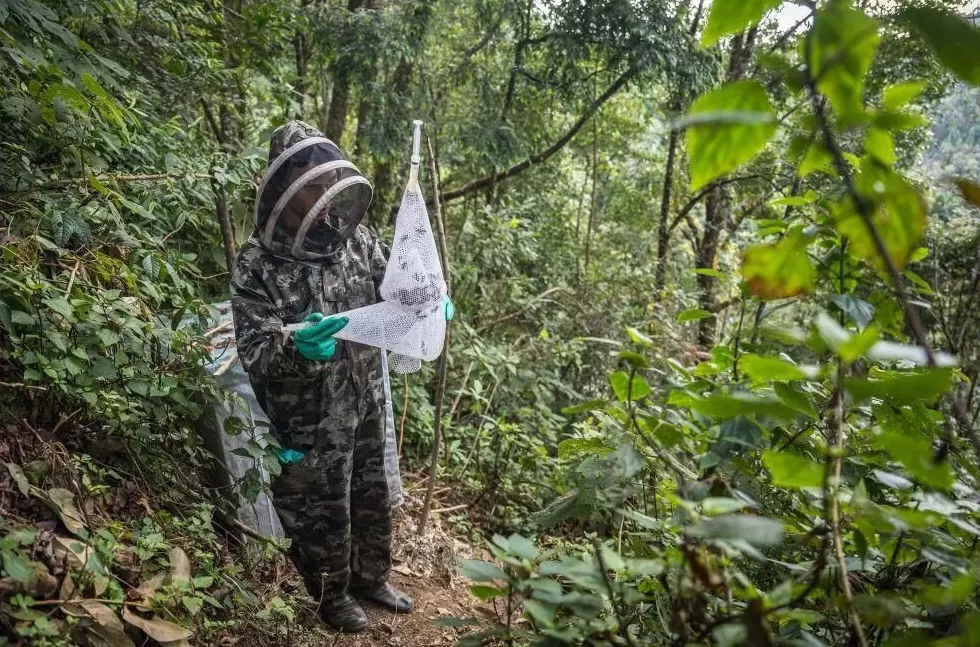 “成本500售价5000”!“蜂拥而上”的虎头蜂产业,是商机还是骗局-第7张图片- “成本500售价5000”!“蜂拥而上”的虎头蜂产业,是商机还是骗局-第7张图片-