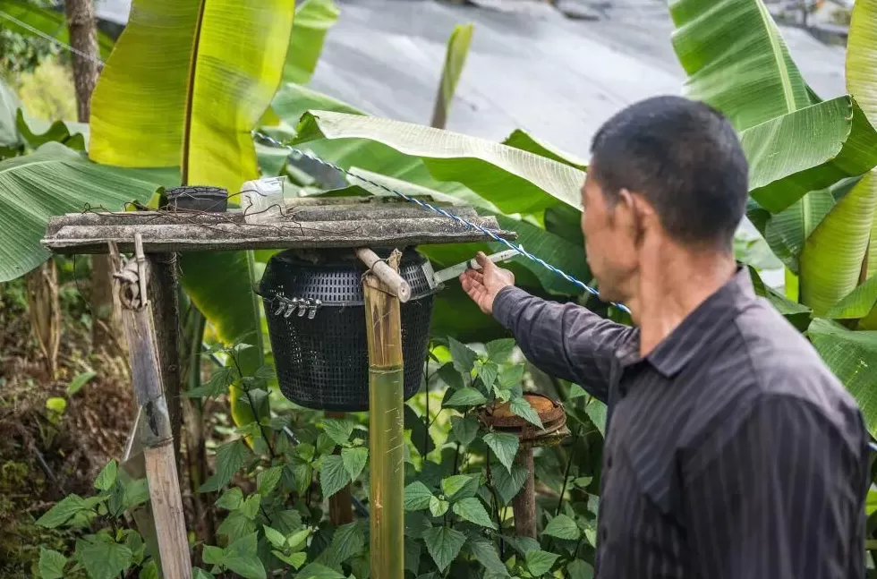 “成本500售价5000”!“蜂拥而上”的虎头蜂产业,是商机还是骗局-第8张图片- “成本500售价5000”!“蜂拥而上”的虎头蜂产业,是商机还是骗局-第8张图片-