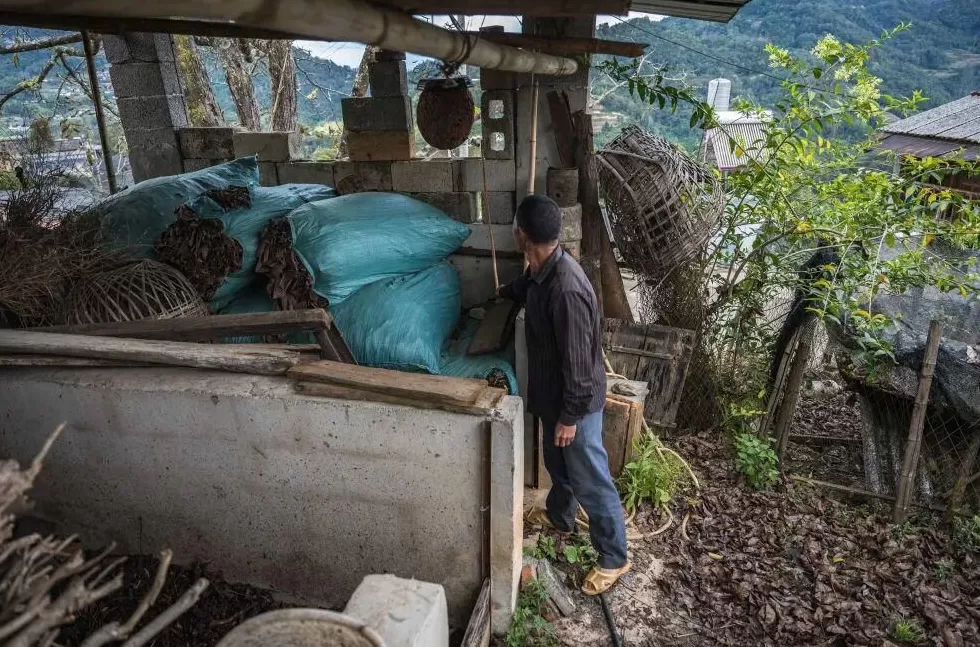 “成本500售价5000”!“蜂拥而上”的虎头蜂产业,是商机还是骗局-第10张图片- “成本500售价5000”!“蜂拥而上”的虎头蜂产业,是商机还是骗局-第10张图片-