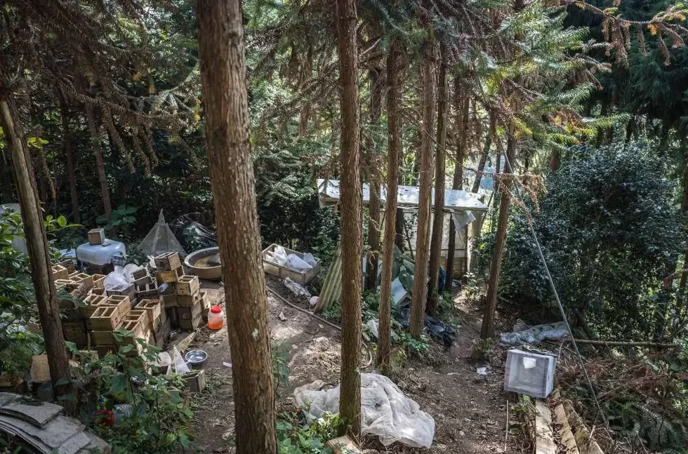 “成本500售价5000”!“蜂拥而上”的虎头蜂产业,是商机还是骗局-第11张图片- “成本500售价5000”!“蜂拥而上”的虎头蜂产业,是商机还是骗局-第11张图片-