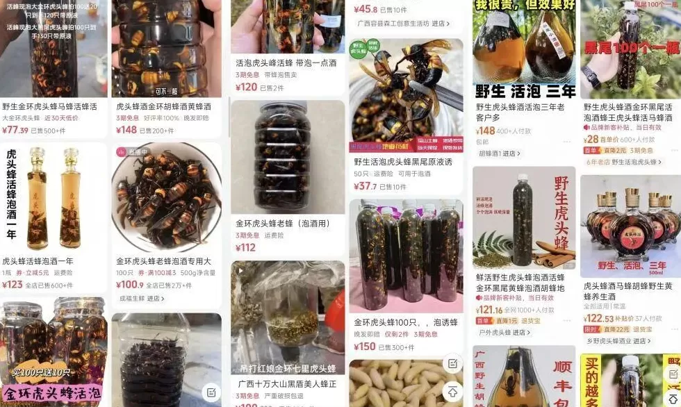 “成本500售价5000”!“蜂拥而上”的虎头蜂产业,是商机还是骗局-第14张图片- “成本500售价5000”!“蜂拥而上”的虎头蜂产业,是商机还是骗局-第14张图片-