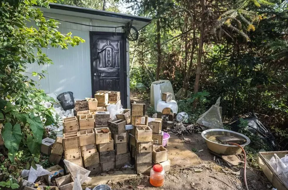 “成本500售价5000”!“蜂拥而上”的虎头蜂产业,是商机还是骗局-第13张图片- “成本500售价5000”!“蜂拥而上”的虎头蜂产业,是商机还是骗局-第13张图片-