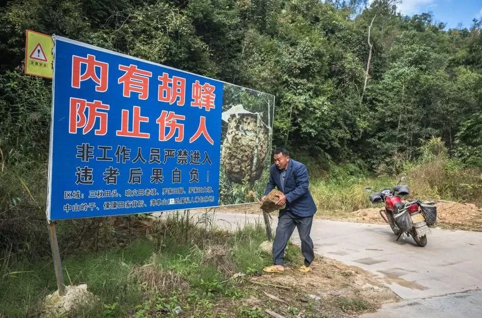 “成本500售价5000”!“蜂拥而上”的虎头蜂产业,是商机还是骗局-第18张图片- “成本500售价5000”!“蜂拥而上”的虎头蜂产业,是商机还是骗局-第18张图片-