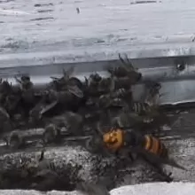 “成本500售价5000”!“蜂拥而上”的虎头蜂产业,是商机还是骗局-第16张图片- “成本500售价5000”!“蜂拥而上”的虎头蜂产业,是商机还是骗局-第16张图片-