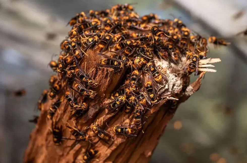 “成本500售价5000”!“蜂拥而上”的虎头蜂产业,是商机还是骗局-第17张图片- “成本500售价5000”!“蜂拥而上”的虎头蜂产业,是商机还是骗局-第17张图片-