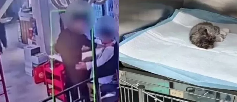 男子被幼猫抓咬后将其摔死-第1张图片-