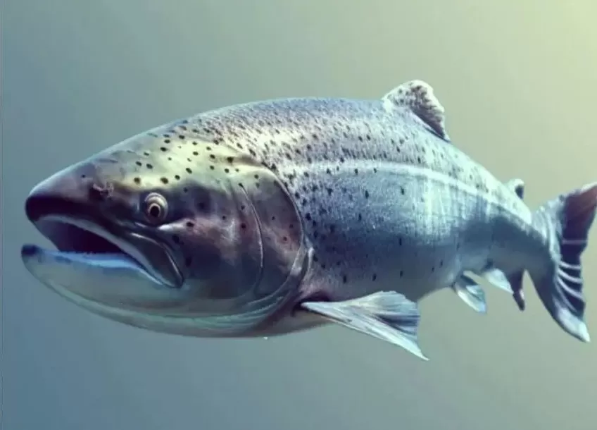 英国一核电站花65亿建“环保设施”,每年只救了100来条鱼-第1张图片- 英国一核电站花65亿建“环保设施”,每年只救了100来条鱼-第1张图片-