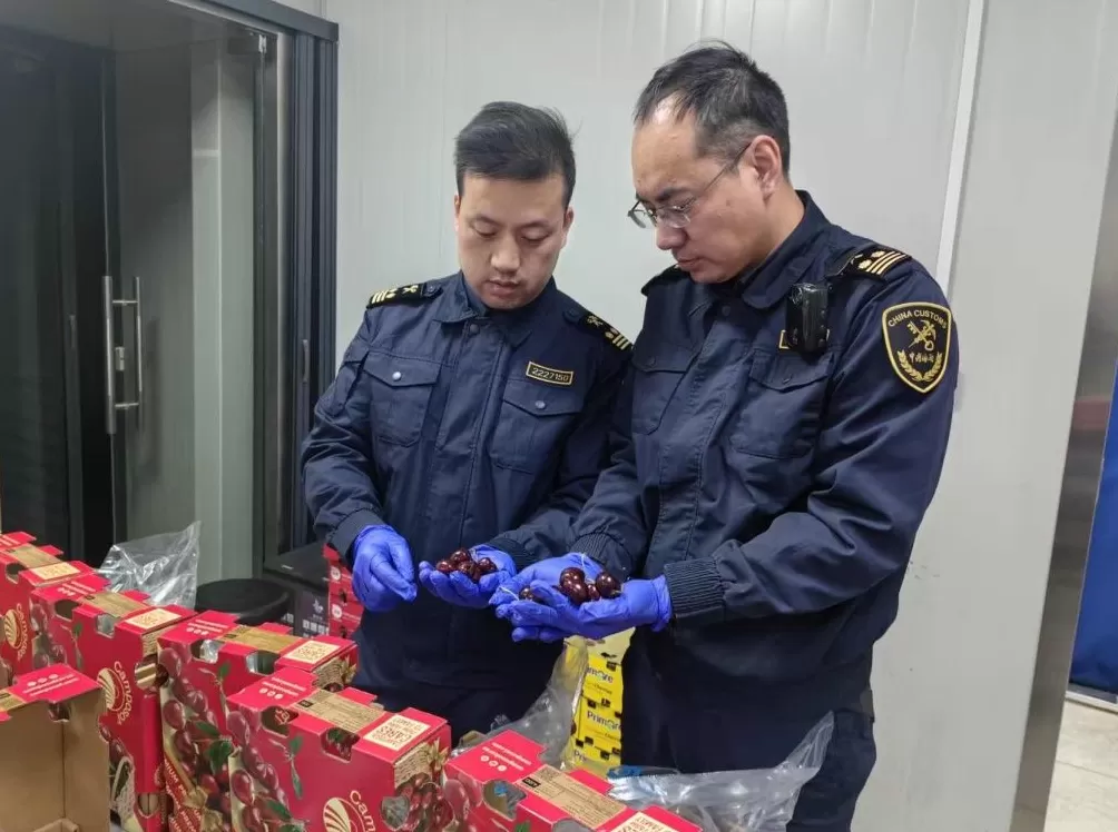 上海海关：已监管进口智利樱桃1974余吨，同比增132%-第1张图片-