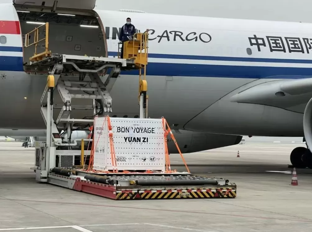 第1现场|13年旅法生涯画句点,“欢欢”“圆仔”荣耀归来-第2张图片- 第1现场|13年旅法生涯画句点,“欢欢”“圆仔”荣耀归来-第2张图片-