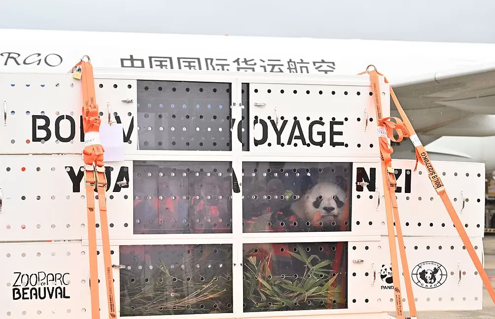 第1现场|13年旅法生涯画句点,“欢欢”“圆仔”荣耀归来-第8张图片- 第1现场|13年旅法生涯画句点,“欢欢”“圆仔”荣耀归来-第8张图片-