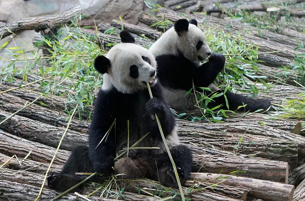 第1现场|13年旅法生涯画句点,“欢欢”“圆仔”荣耀归来-第10张图片- 第1现场|13年旅法生涯画句点,“欢欢”“圆仔”荣耀归来-第10张图片-