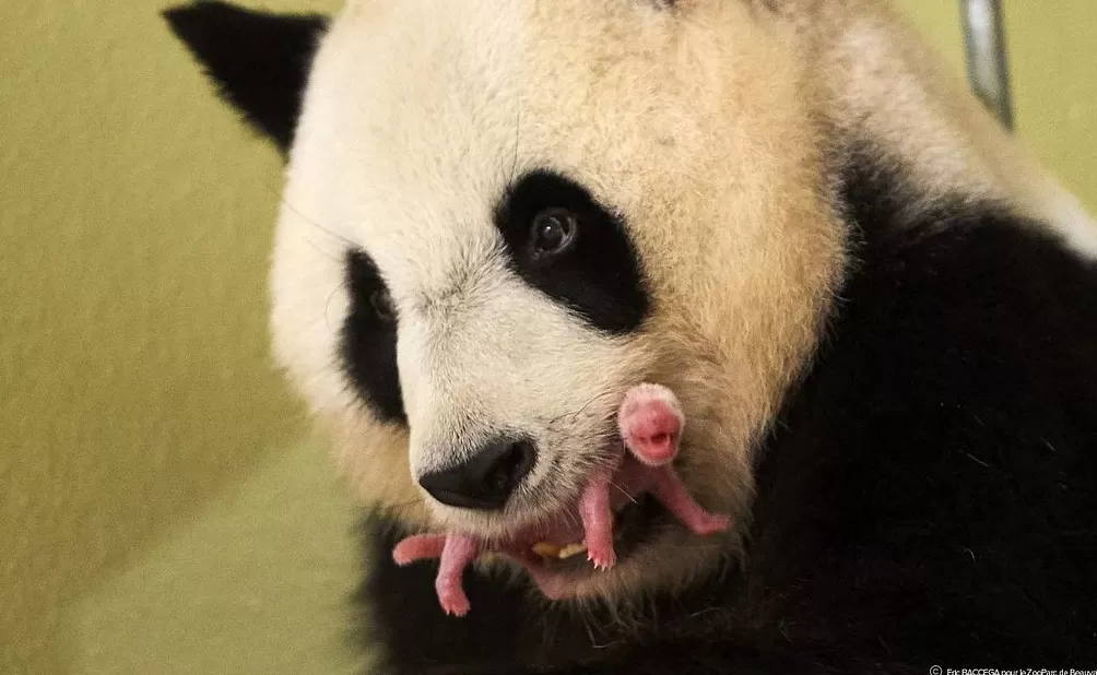 第1现场|13年旅法生涯画句点,“欢欢”“圆仔”荣耀归来-第14张图片- 第1现场|13年旅法生涯画句点,“欢欢”“圆仔”荣耀归来-第14张图片-