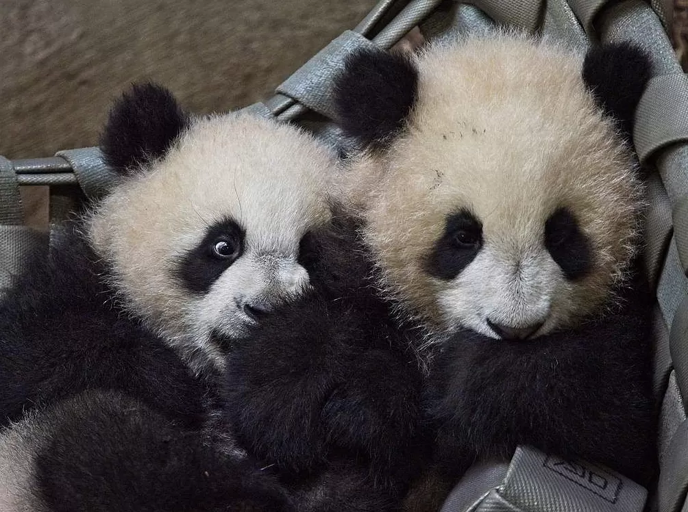 第1现场|13年旅法生涯画句点,“欢欢”“圆仔”荣耀归来-第15张图片- 第1现场|13年旅法生涯画句点,“欢欢”“圆仔”荣耀归来-第15张图片-