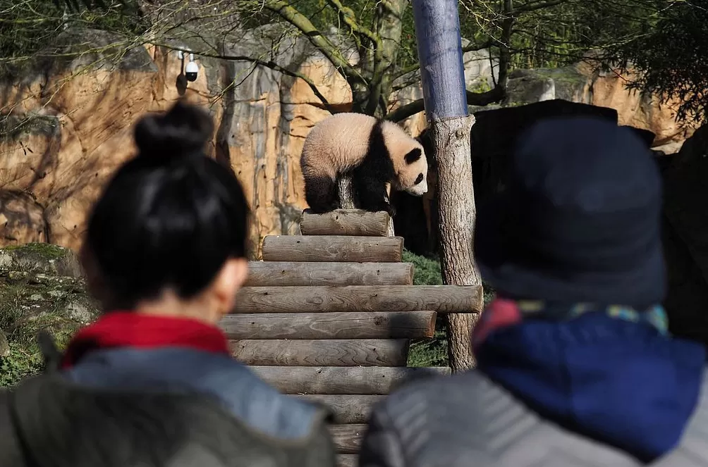 第1现场|13年旅法生涯画句点,“欢欢”“圆仔”荣耀归来-第16张图片- 第1现场|13年旅法生涯画句点,“欢欢”“圆仔”荣耀归来-第16张图片-