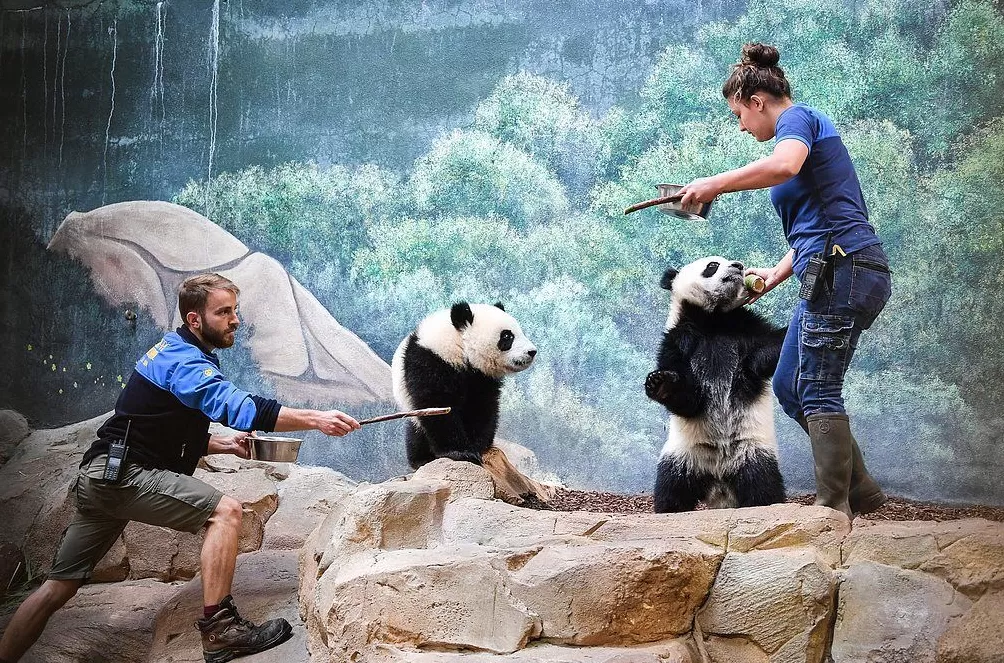 第1现场|13年旅法生涯画句点,“欢欢”“圆仔”荣耀归来-第17张图片- 第1现场|13年旅法生涯画句点,“欢欢”“圆仔”荣耀归来-第17张图片-