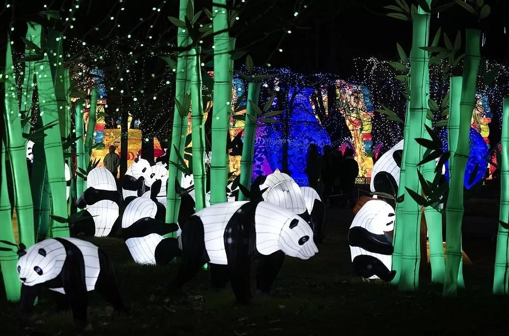 第1现场|13年旅法生涯画句点,“欢欢”“圆仔”荣耀归来-第19张图片- 第1现场|13年旅法生涯画句点,“欢欢”“圆仔”荣耀归来-第19张图片-