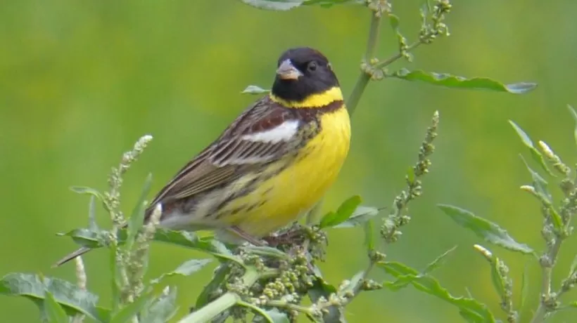 地方新闻精选 | 湖北警方打掉54人非法捕杀候鸟团伙 四川拟禁止或限制在公共场所吸烟-第1张图片-