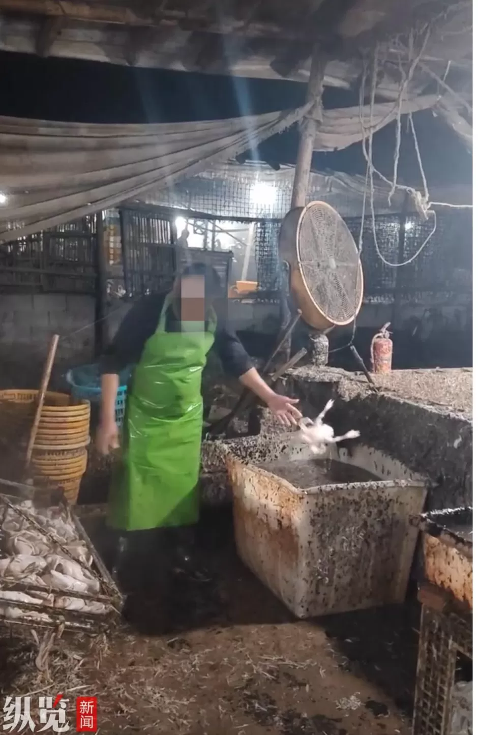 男子举报浙江永嘉一生鸭屠宰点肮脏不堪,疑用沥青脱毛,当地多部门赶到现场进行调查-第2张图片- 男子举报浙江永嘉一生鸭屠宰点肮脏不堪,疑用沥青脱毛,当地多部门赶到现场进行调查-第2张图片-
