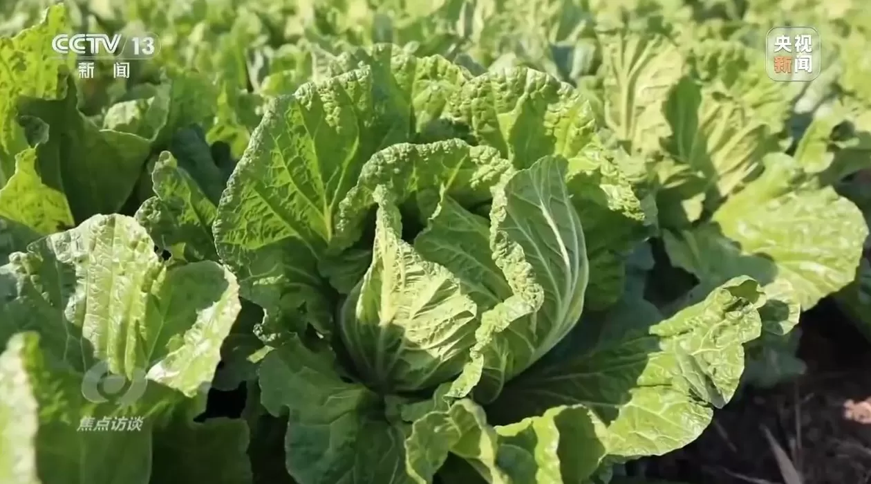 焦点访谈丨单棵售价超百元，起底“套牌白菜”背后的销售套路-第1张图片-