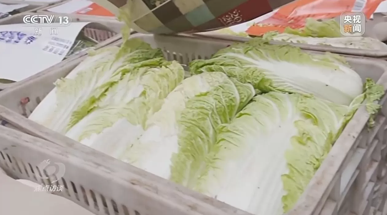 焦点访谈丨单棵售价超百元，起底“套牌白菜”背后的销售套路-第5张图片-