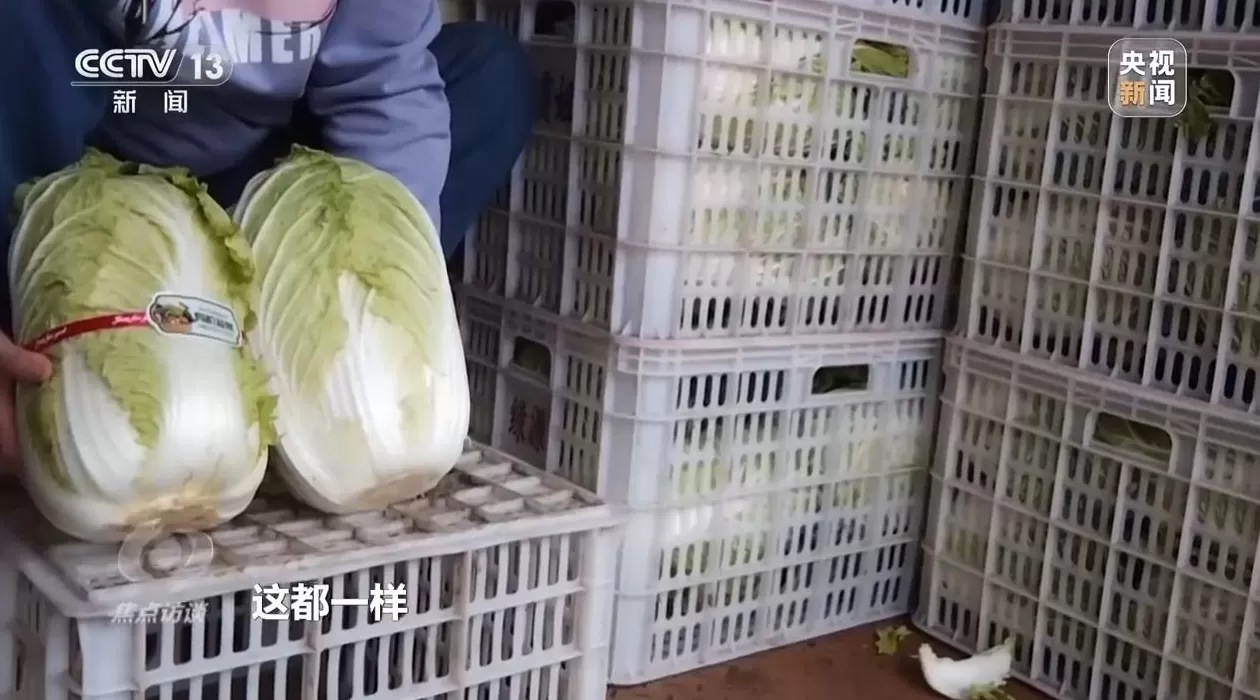 焦点访谈丨单棵售价超百元，起底“套牌白菜”背后的销售套路-第6张图片-