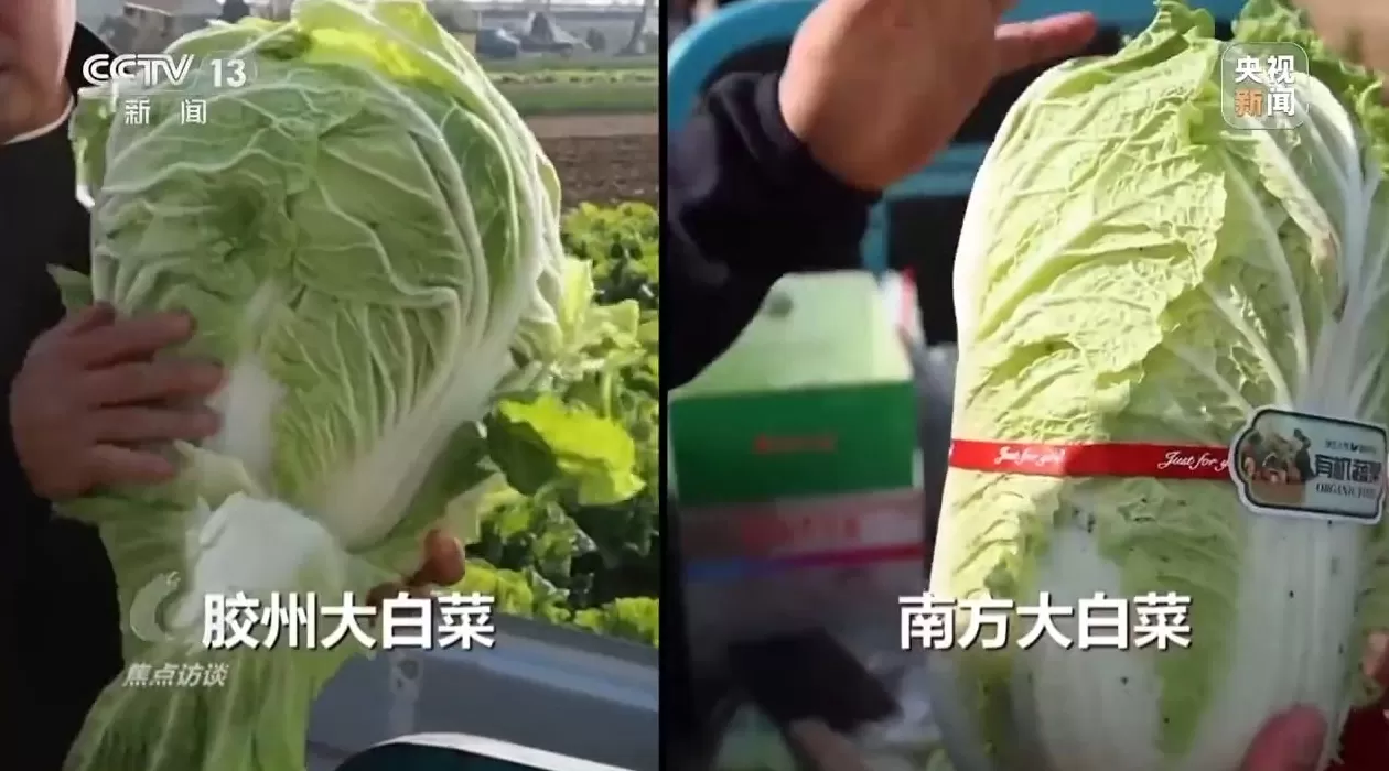 焦点访谈丨单棵售价超百元，起底“套牌白菜”背后的销售套路-第7张图片-