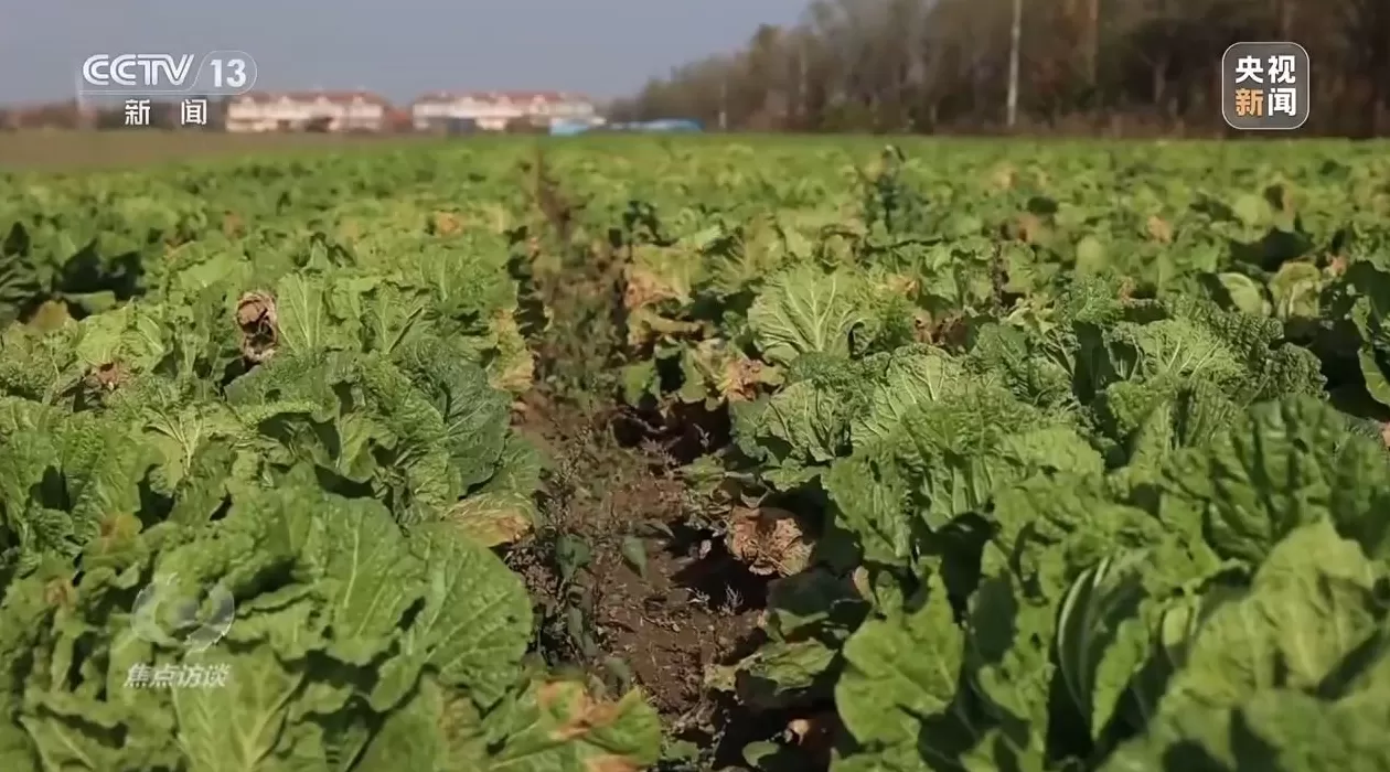焦点访谈丨单棵售价超百元，起底“套牌白菜”背后的销售套路-第8张图片-